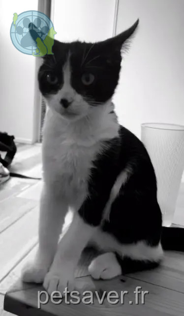 chat reunited   38510 Vézeronce-Curtin Michka