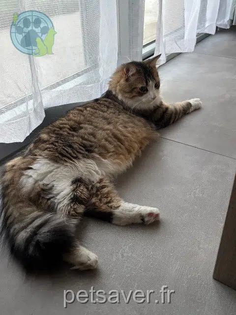 chat reunited 38590 Brézins Willo