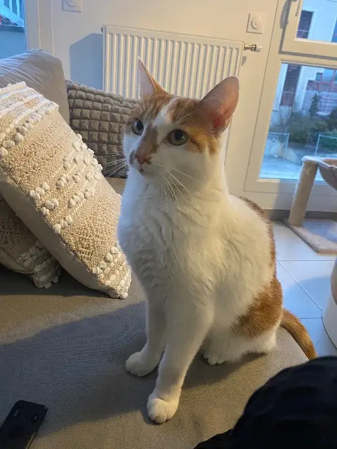chat reunited   38080 L'Isle-d'Abeau Zouzou