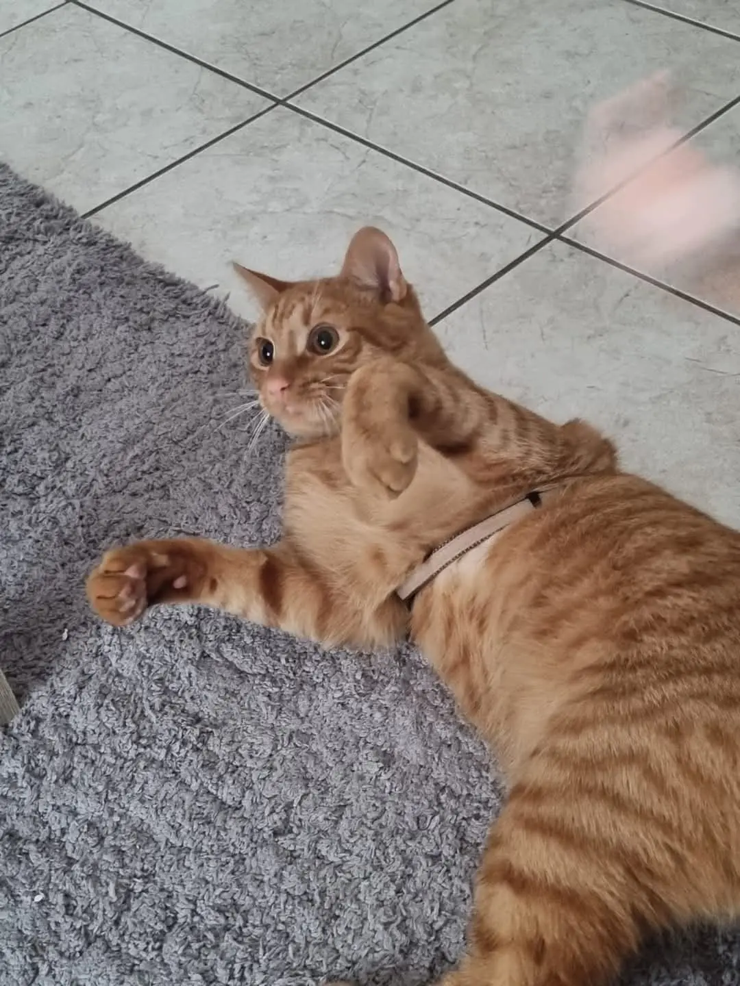 Chat Perdu 38 Isère Chat Perdu 38 Isère