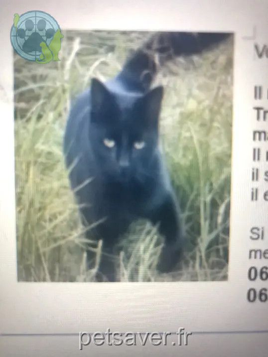 chat retrouvé 27 Chemin des Bourrissières 38270 Moissieu-sur-Dolon chat reunited 27 Chemin des Bourrissières 38270 Moissieu-sur-Dolon