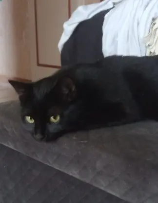 chat reunited   38300 Éclose-Badinières Krokmou