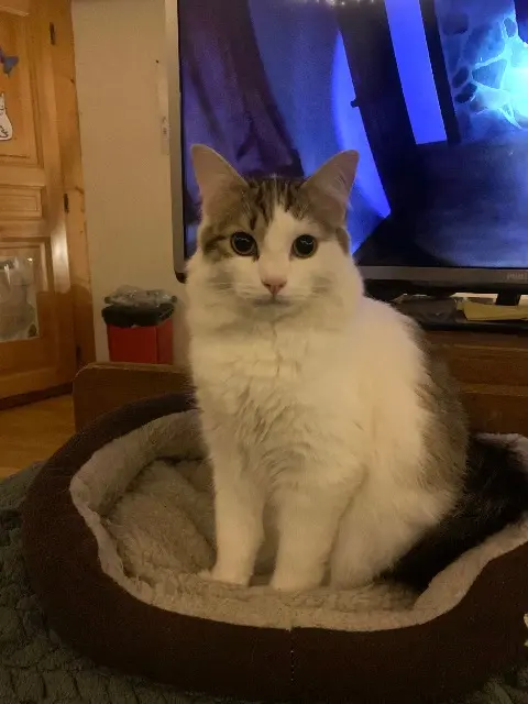 chat reunited   39150 Chaux-des-Crotenay Ivoire