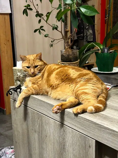 chat retrouvé 39250 Rix Jerry chat reunited 39250 Rix Jerry