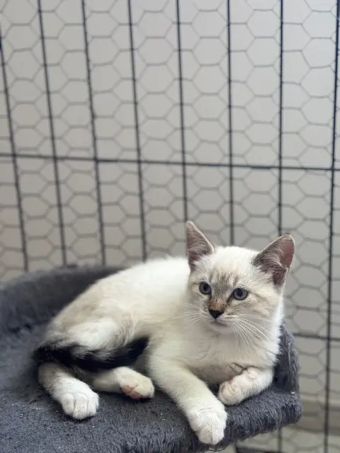 chat reunited   39700 La Bretenière Moka