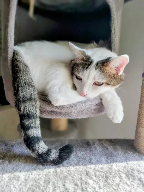 chat reunited   39210 Plainoiseau Mowgli