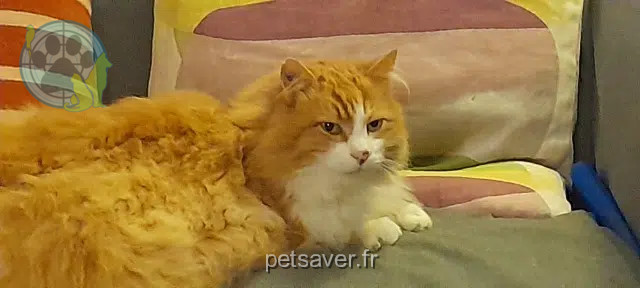 gato reunited 39120 Bretenières Mucha