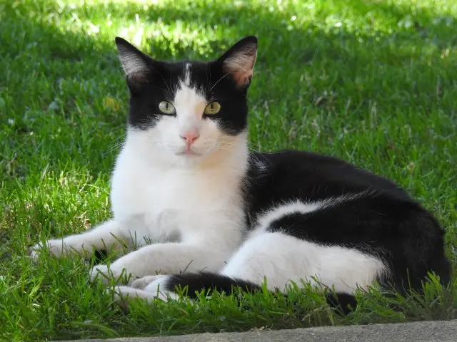 chat reunited   39700 Ranchot NUKS