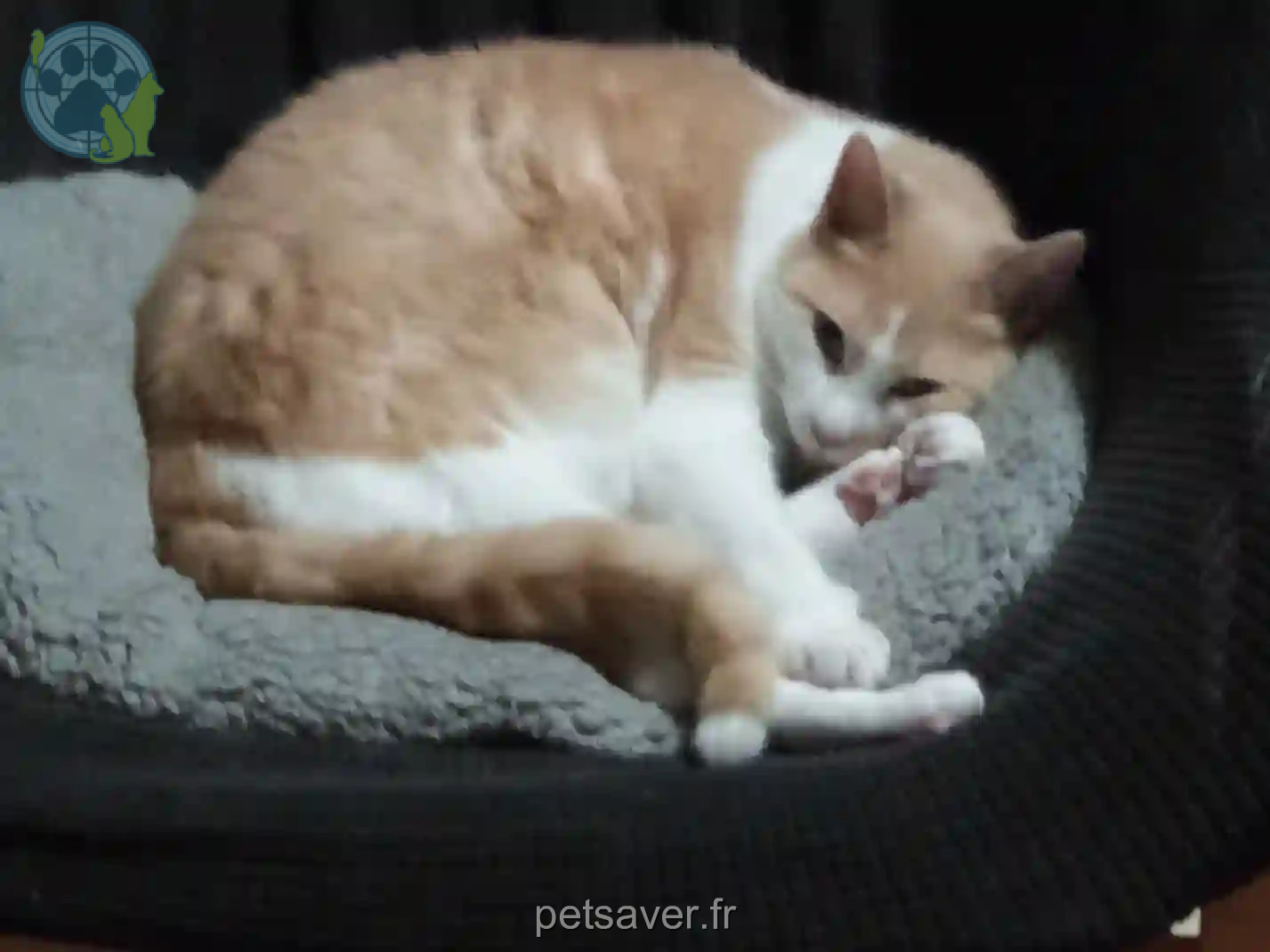 Chat Perdu 39 Jura - Pepito Chat Perdu 39 Jura - Pepito