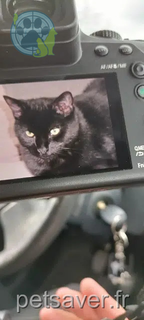 gato reunited   39700 Sermange Ramsès