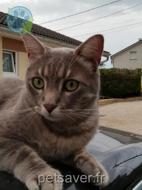 chat reunited   39350 Vitreux Squatteur