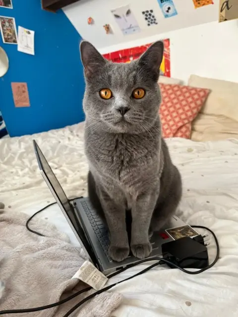 chat reunited   39000 Lons-le-Saunier Tommy