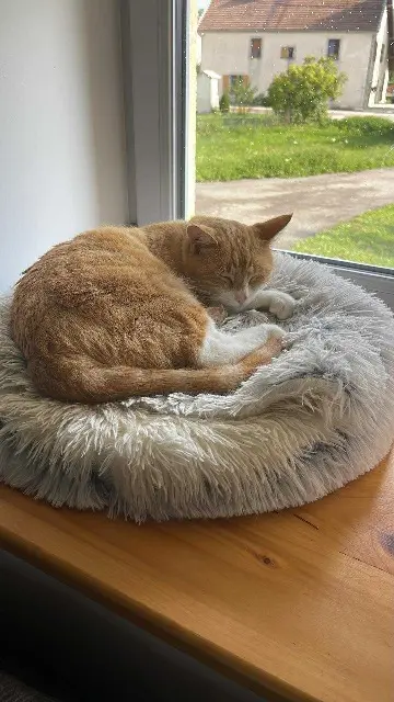 chat reunited   39250 Nozeroy Zazou