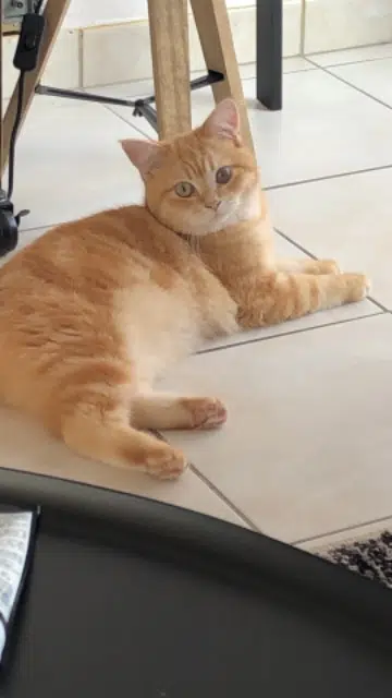 chat reunited   40600 Biscarrosse Arlo