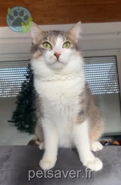 chat reunited   40180 Saugnac-et-Cambran Aïkio