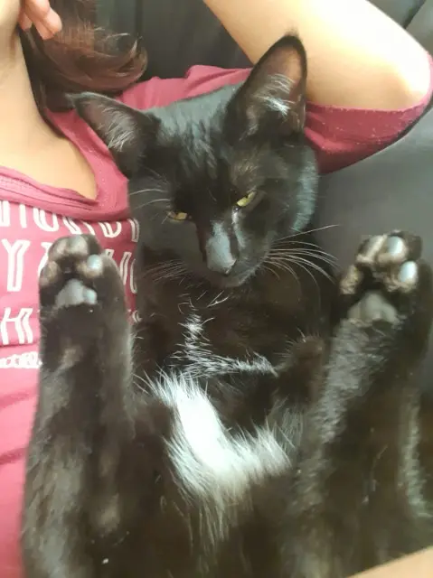 chat reunited   40100 Dax Baguera