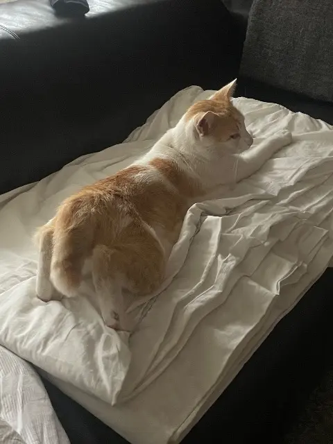 chat reunited   40200 Mimizan Buz