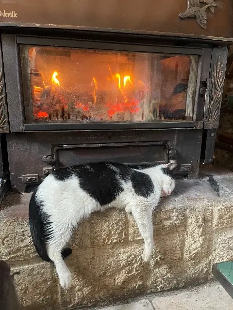 gato reunited   40660 Moliets-et-Maâ Diablo