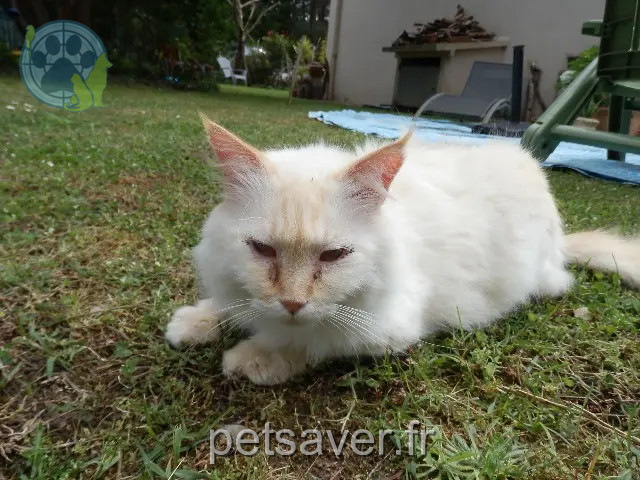 chat reunited   40440 Ondres Floky