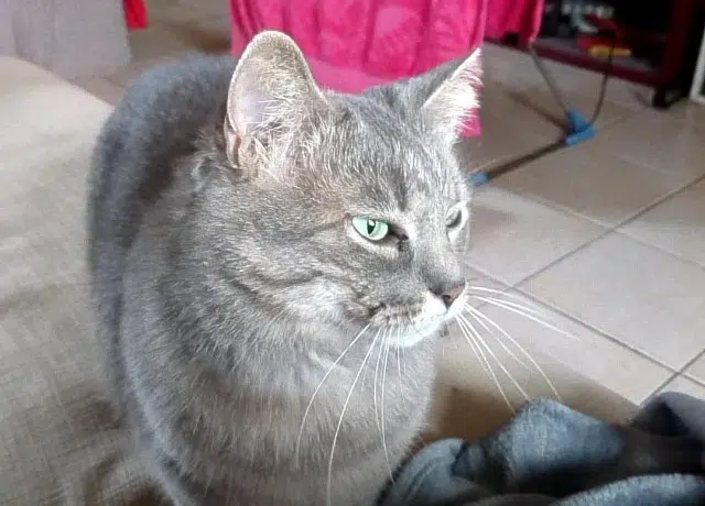 chat reunited   40500 Montaut Gratouille