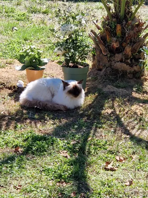 chat reunited   40530 Labenne Jersey
