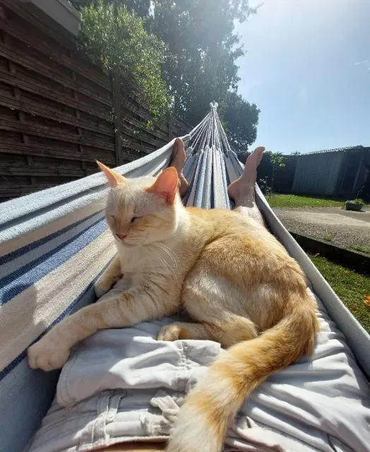 chat reunited   40230 Bénesse-Maremne Kouki