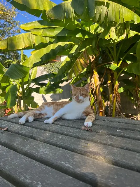 chat reunited   40110 Morcenx-la-Nouvelle Jimy