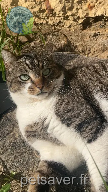 chat reunited 40110 Morcenx-la-Nouvelle Tigrou