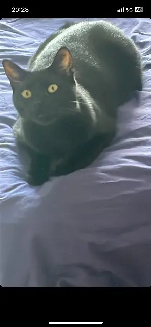 chat reunited   40350 Pouillon Muxo