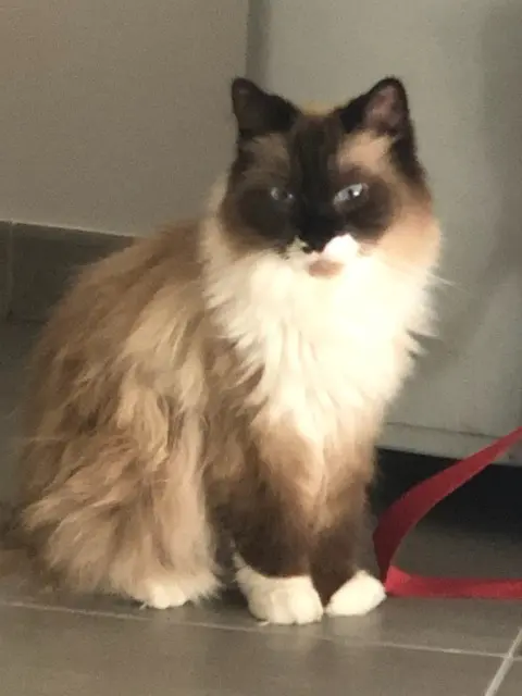 chat reunited   40990 Saint-Paul-lès-Dax Opium