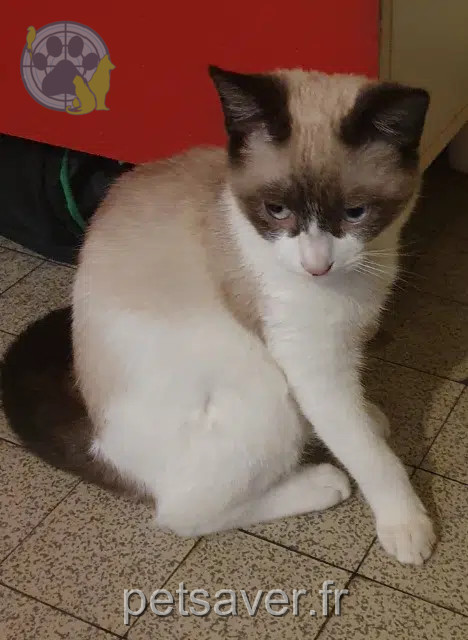 chat reunited   40100 Dax Orpi