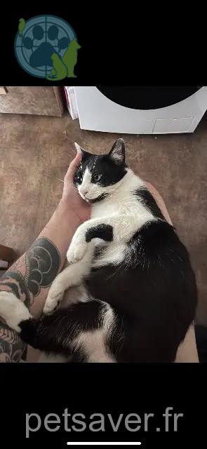 Kater reunited 40280 Bretagne-de-Marsan Pesto