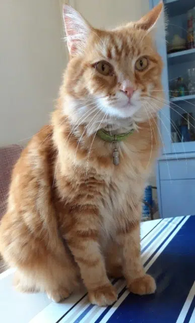 chat reunited   40100 Dax Pilou