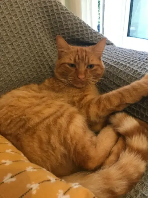 chat reunited   40140 Soustons Ringo