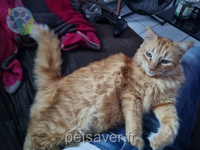 gato reunited   40220 Tarnos Scappy