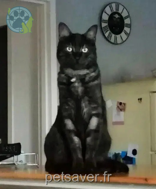 chat reunited 40660 Moliets-et-Maâ Shoopy
