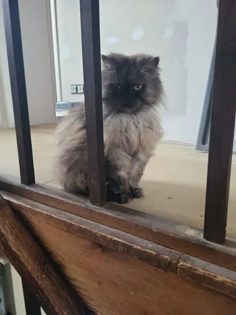 chat reunited   40560 Vielle-Saint-Girons Jazz