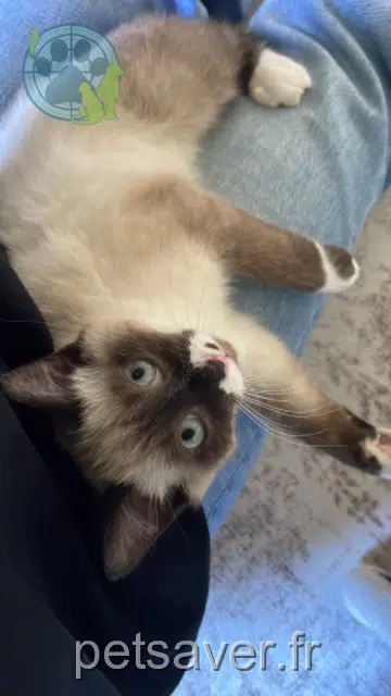Kater reunited 40000 Mont-de-Marsan Yassa