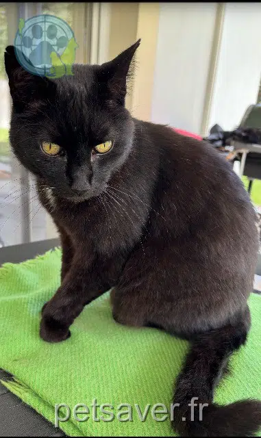 chat reunited 40440 Ondres Zorro