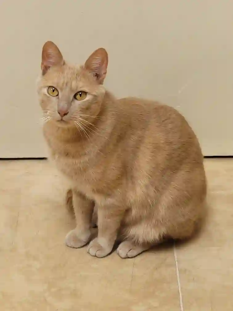 Chat Trouvé 41 Loir-et-Cher - Berlioz Chat Trouvé 41 Loir-et-Cher - Berlioz