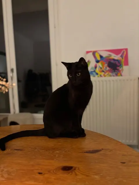 chat reunited   41100 Saint-Ouen Edgard