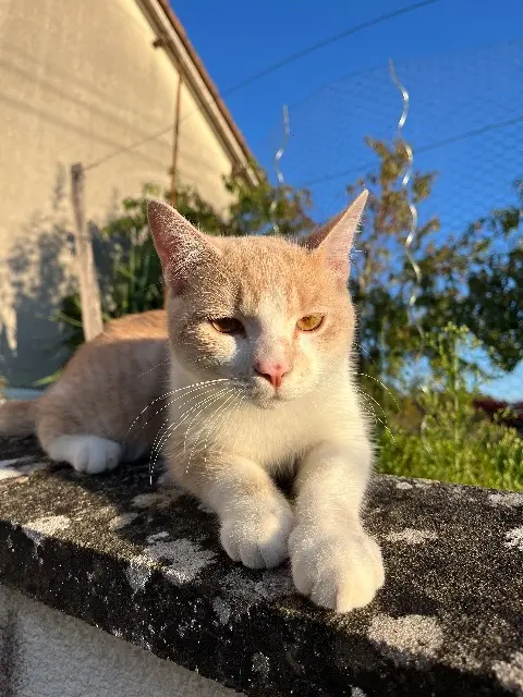 chat reunited   41120 Cormeray Kamcha