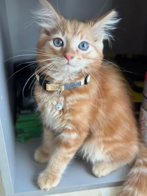 chat reunited   41240 Villermain Mylo