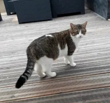Chat Perdu 41 Loir-et-Cher - Paoro Chat Perdu 41 Loir-et-Cher - Paoro