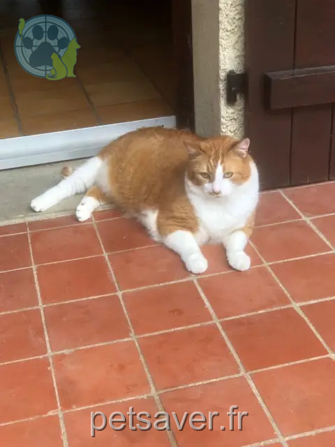 chat reunited   41500 Lestiou Pinocchio