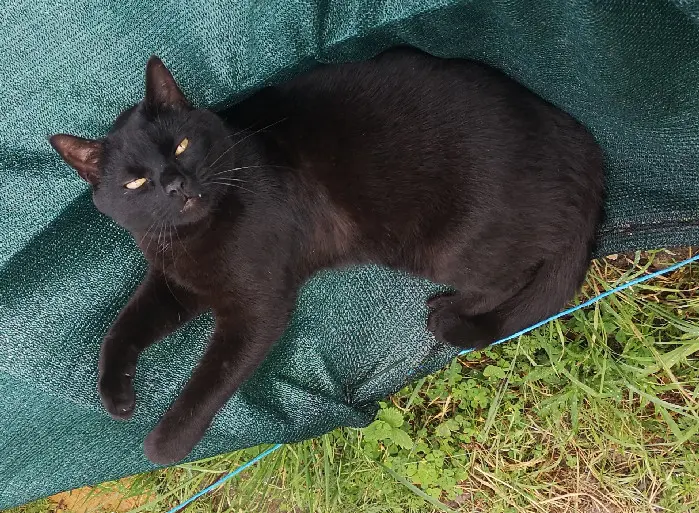 Chat Perdu 41 Loir-et-Cher - Salem Chat Perdu 41 Loir-et-Cher - Salem