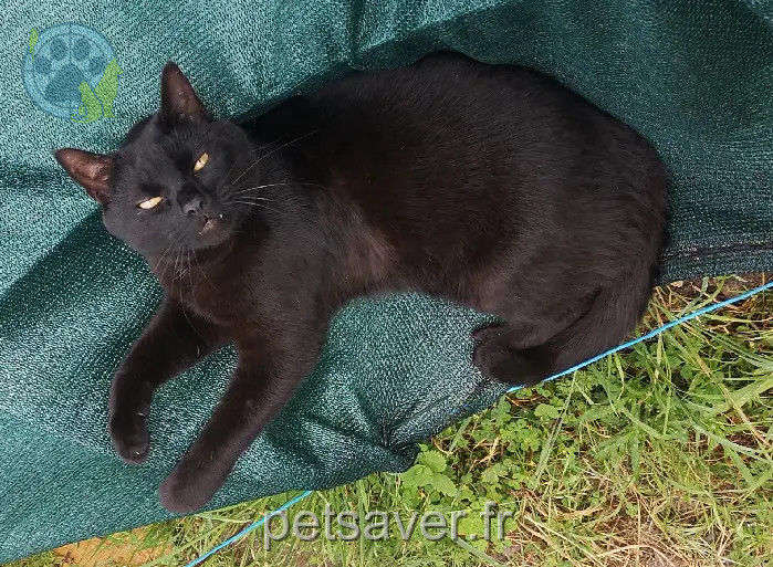 Chat Perdu 41 Loir-et-Cher - Salem Chat Perdu 41 Loir-et-Cher - Salem