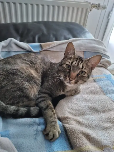 chat reunited   41500 Courbouzon Shelby