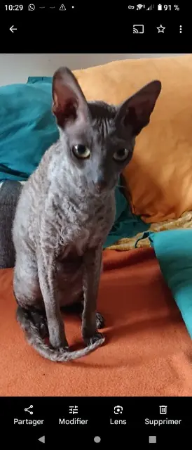 chat reunited   41800 Sougé TAMA
