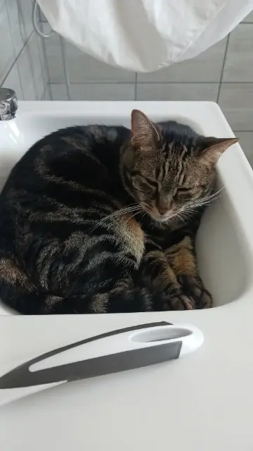 chat reunited   41100 Coulommiers-la-Tour Tigrou